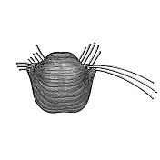 Productus horridus是一个种的名称，是Productus属的一部分