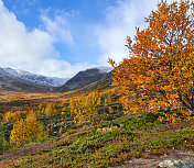 挪威，Hemsedal Buskerud，山上的秋天的绒毛桦树景观