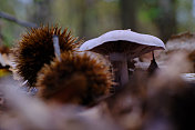 矮树丛中的蘑菇