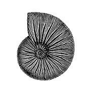 Perisphinctes是鹦鹉螺头足类的一个已灭绝的属