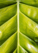 一个热带植物叶子的特写
