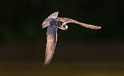 在自然界中飞行的须状燕鸥或杂交鸥。
