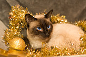 暹罗猫躺在光滑的圣诞装饰