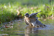 男性sparrowhawk洗