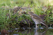 真饮(Turdus philomelos)