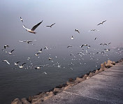 海鸥在孟买
