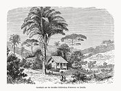 巴西圣卡塔琳娜市布鲁梅瑙的历史观木版画，1893年出版