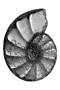 角齿石是鹦鹉螺头足类中已灭绝的一个属