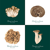 白色和深绿色背景的蘑菇