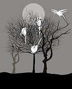 鸟,景观,鹦鹉, 鸟,景观,鹦鹉,