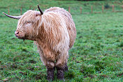 在一个寒冷的冬天的早晨，一只浅棕色的高地奶牛在苏格兰的田野里