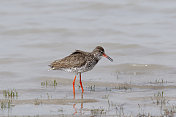 普通redshank (Tringa to伤风)