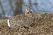 兔子(Oryctolagus cuniculus)