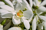 雪花莲,雪花