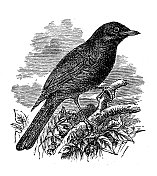 古董插图:黑鸟