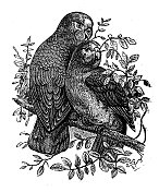 古董插图:情侣 古董插图:情侣