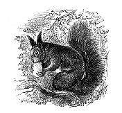 古董插图:松鼠 古董插图:松鼠