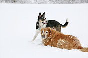 一只边境牧羊犬和一只金毛猎犬在雪地里聚精会神