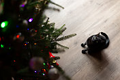 从上面看到一只黑猫抬头看着木地板上的圣诞树