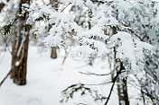 树枝上覆盖着雪