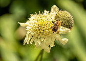 蜜蜂在头形花上