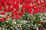 Goztepe公园的雏菊丛中盛开的红色郁金香