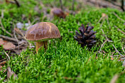 苔藓中的牛肝菌和松果