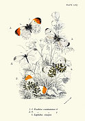 蝴蝶，胭脂蛱蝶，桔梗蝶，细叶蝶，木白，野生动物艺术