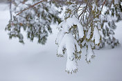 白雪覆盖的松树枝