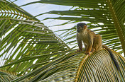 哥斯达黎加奥萨半岛科尔科瓦多国家公园里的野生白面卷尾猴