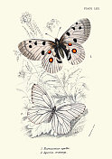 蝴蝶，阿波罗Parnassius apollo, Aporia crataegi，黑脉白蝶，野生动物蝴蝶艺术