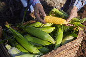 农民在农场检查装满玉米棒子的有机板条箱