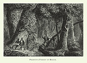 雕刻古董，巴西原始森林，森林，湖泊，洞穴和奇特的岩层雕刻古董插图，出版于1851年