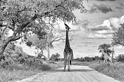 路上的长颈鹿