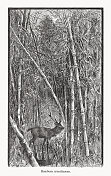 竹林与鹿，木刻，1893年出版