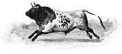 三浦西班牙斗牛在西班牙- 19世纪