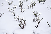 树枝上的雪-冬天的背景。