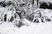 树枝上的雪-冬天的背景。