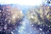 树林里飘着雪花，寒冷的冬日背景