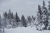 下雪的冬天的风景