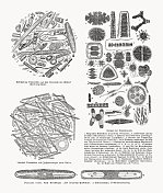 硅藻分类(硅藻门)，木版，1893年出版