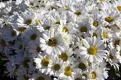 白色玛格丽特和欧洲蜜蜂