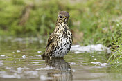 画眉症(Turdus philomelos)