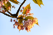 在美丽的春天日落时，樱花在樱花树上盛开
