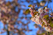 在美丽的春天日落时，樱花在樱花树上盛开