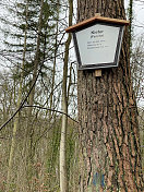 松树的信息标志包括年龄，高度和直径
