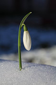 雪花莲和雪