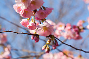 这是春天樱花盛开的特写