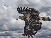 在一个被取代的天空中飞翔的野生不成熟的秃鹰