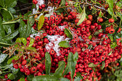 一种科东植物在冬天的红色浆果